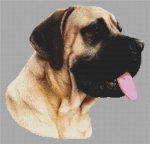 (image for) Fawn Great Dane
